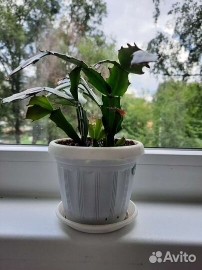 Декабрист шлюмбергера розовый