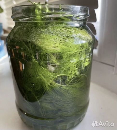 Водоросли для аквариума