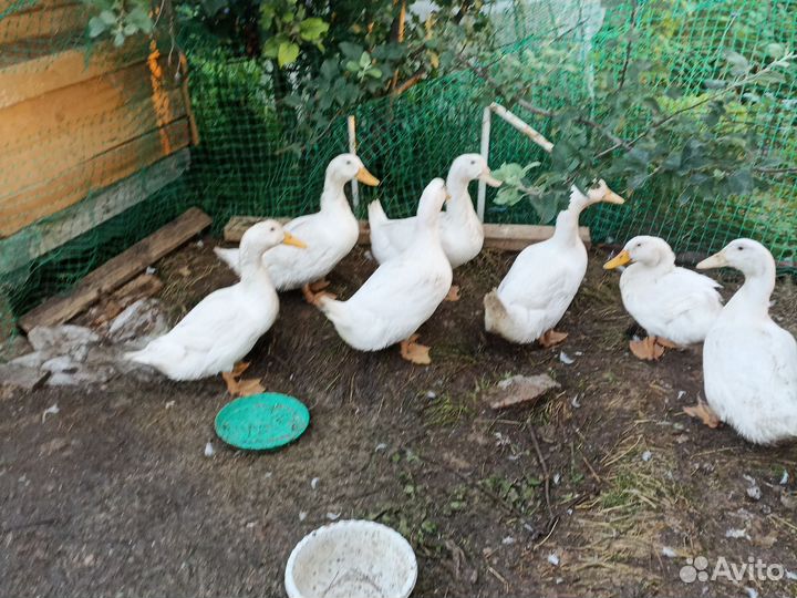 Утка домашняя