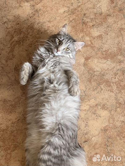 Сибирский кот