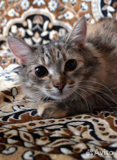 Кошка в добрые руки