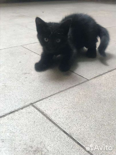 В добрые руки бесплатно