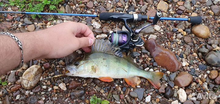Катушка daiwa prorex x lt 2000