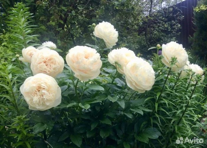 Пион Pastelegance саженцы