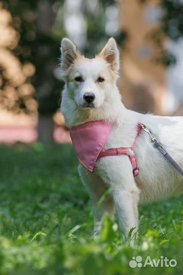 Собака метис в добрые руки