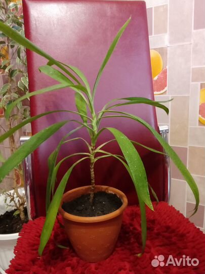 Пальма драцена