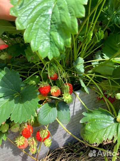 Саженцы клубники рем., кл/зем, земляники рем