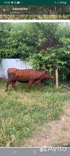 Короваы дойные и тёлочка