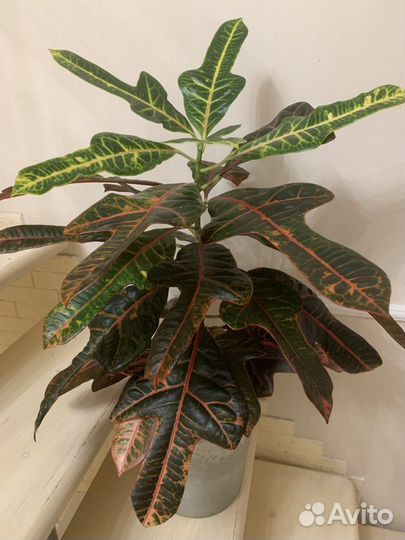 Кротон (Кодиеум)