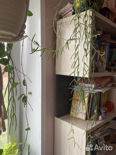 Хойя линеарис