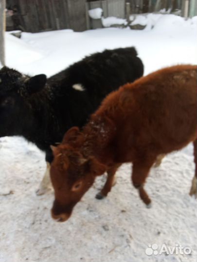 Продам 2 телят