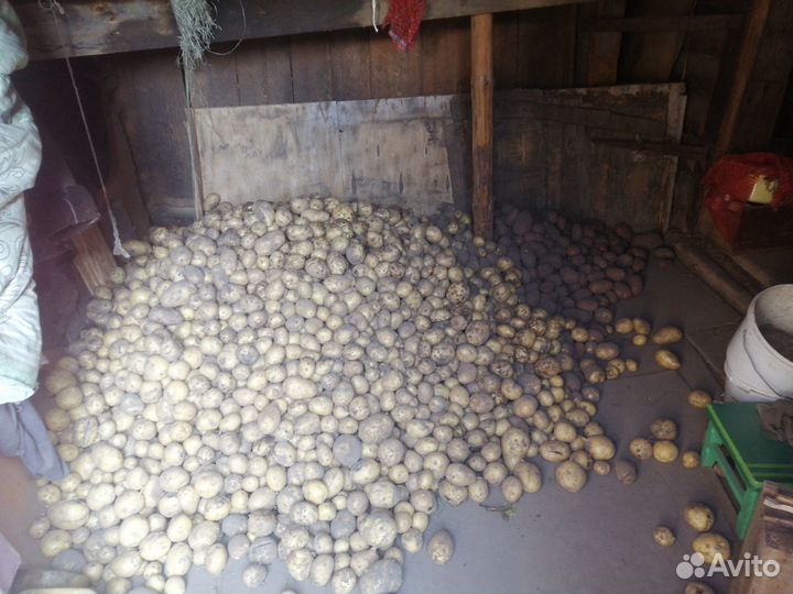 Картофель на еду 2023 свой огород, доставка