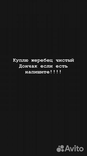 Лошадь Дончак