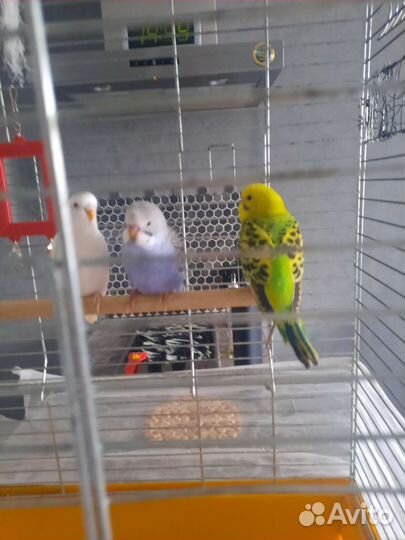 Птенцы волнистого попугая