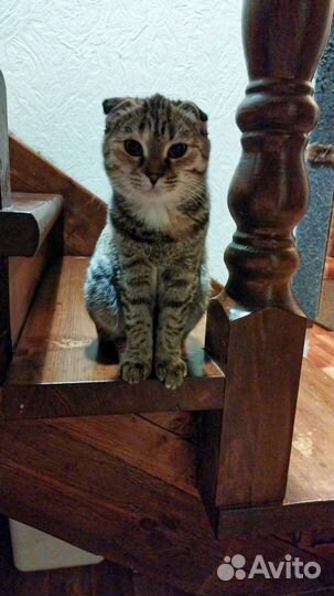 Шотландская вислоухая кошка