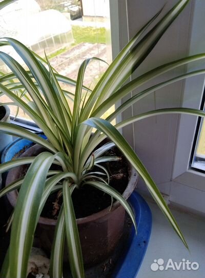 Хлорофитум