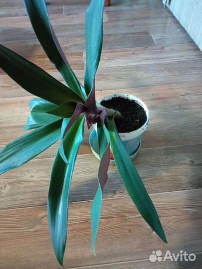 Традесканция рэо