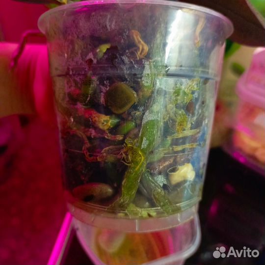 Орхидея биг лип