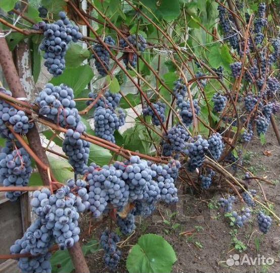 Саженцы неукрывного винограда