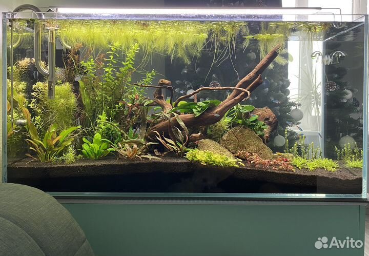 Аквариумные растения / прополка