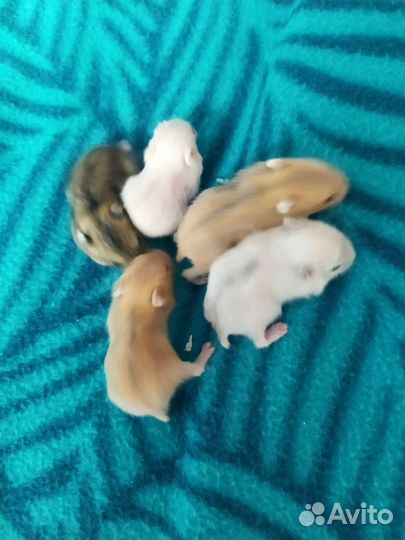 Джунгарский хомяк