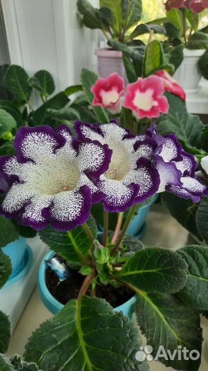 Комнатные цветы