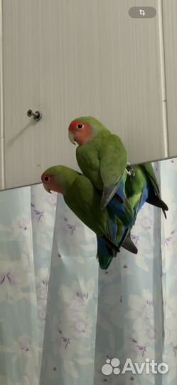 Попугай неразлучники с клеткой