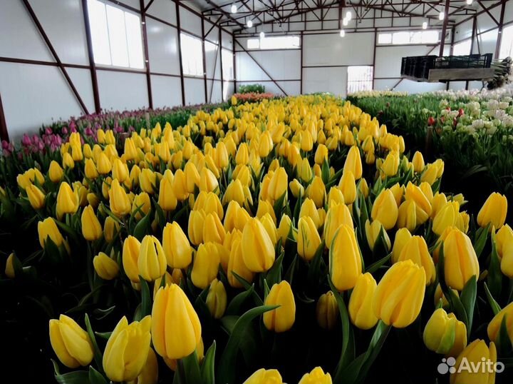 Тюльпаны оптом от 500 шт