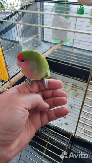 Попугай Неразлучник (+ клетка и всё необходимое)
