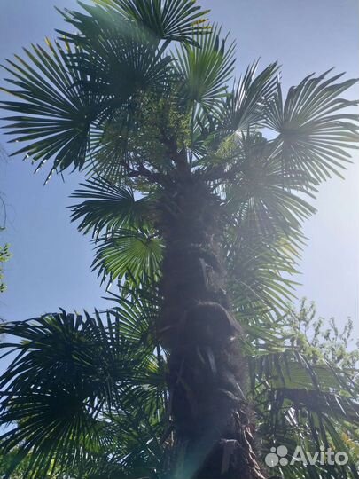 Семена Веерной Пальмы Трахикарпус Форчуна