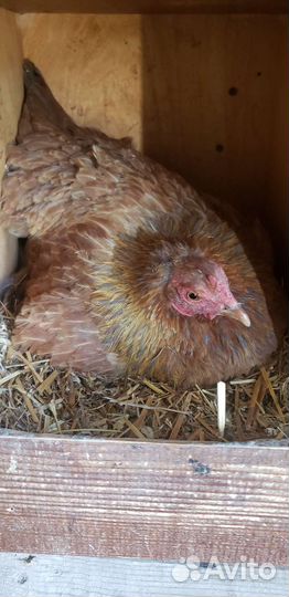 Куры несушки