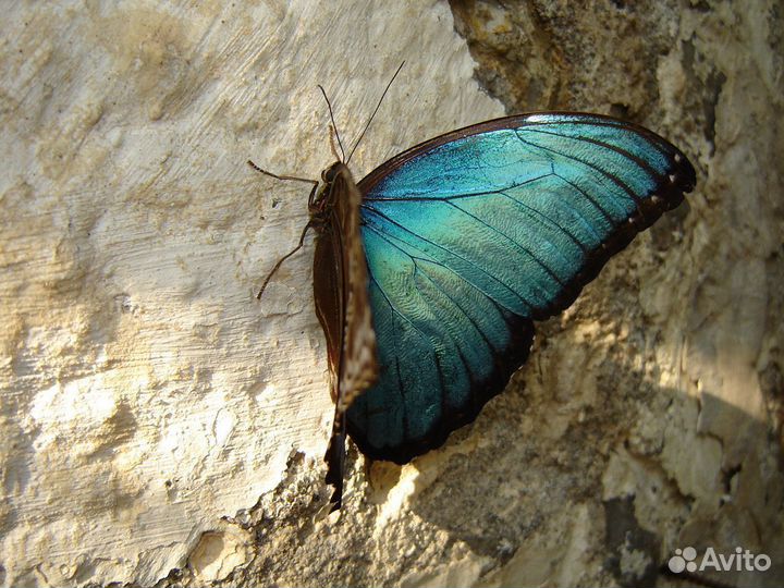 Бабочки Тропические т/б-178