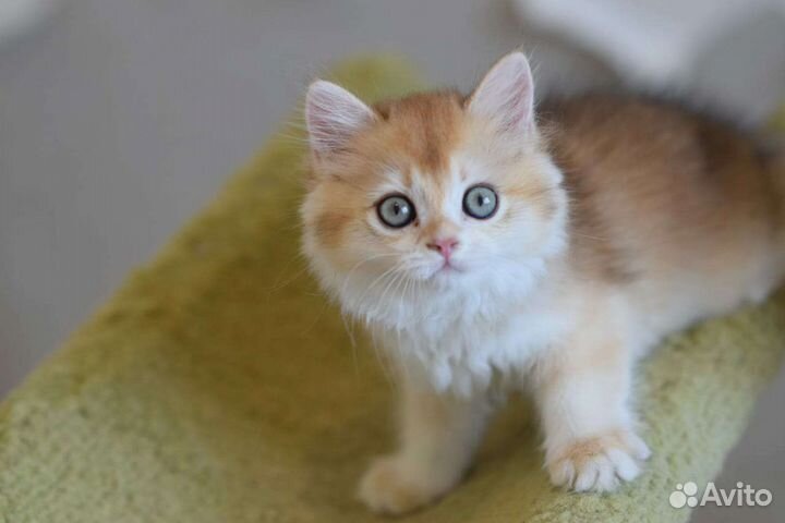 Золотая шиншилла ny12