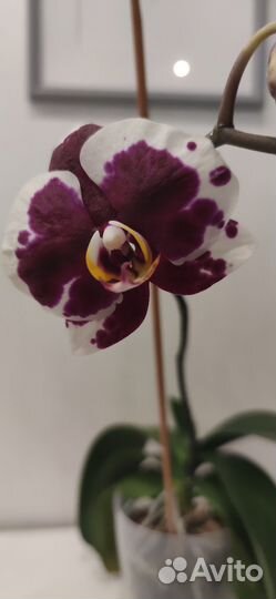 Орхидея фаленопсис