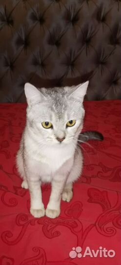 Шотландский кот вязка