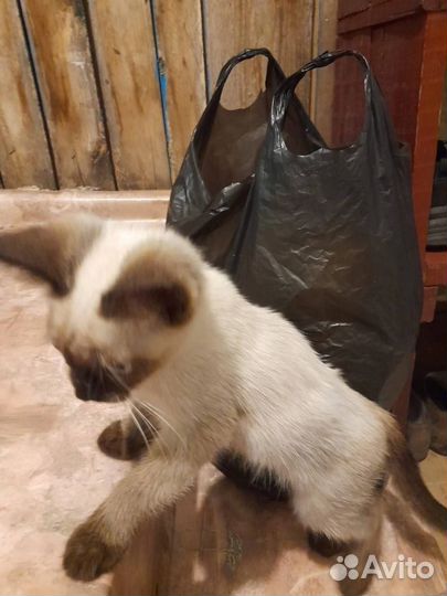 Отдам котенка