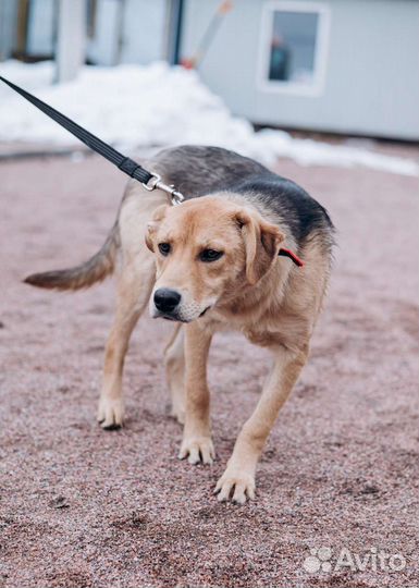 Собака-подросток в добрые руки