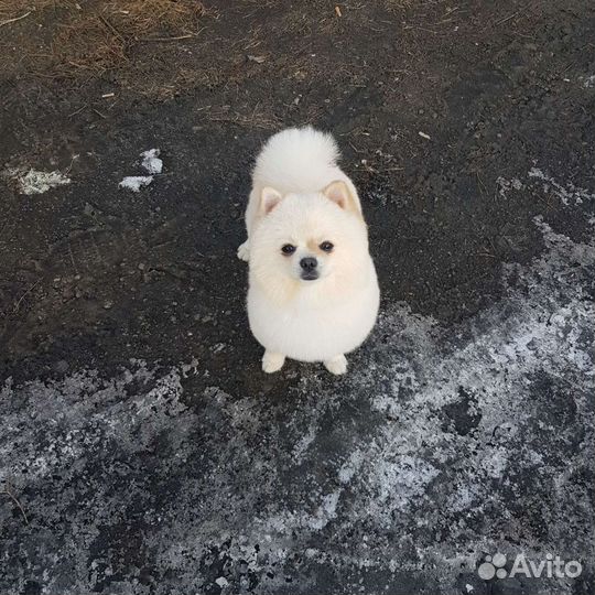 Ищем невесту