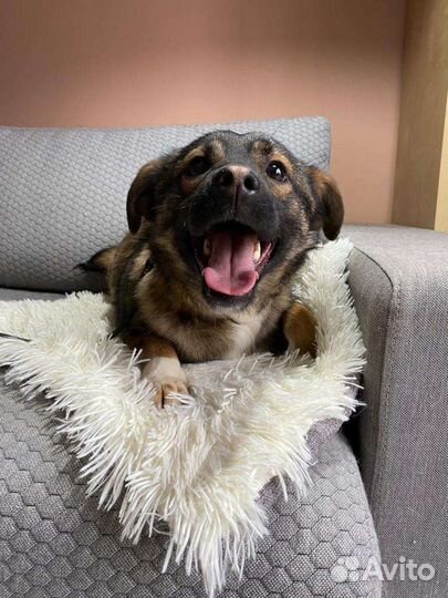 Малыш - коротколапик