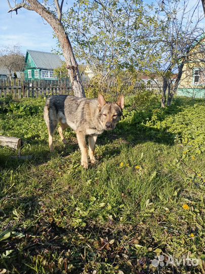 Кобель для вязки чехословацкая волчья собака
