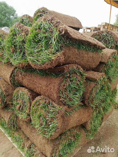 Газонная трава