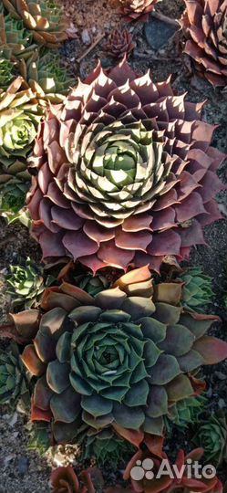 Молодило (каменная роза)