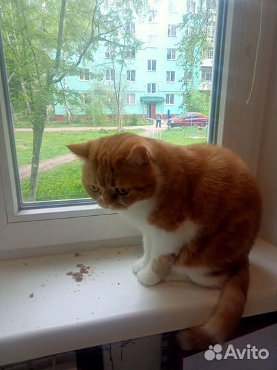 Кот шотландский в дар,аллергия у ребенка