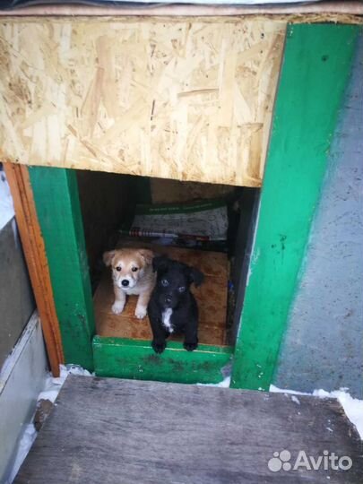 Будка для собаки, утепленная со всех сторон