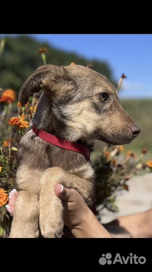 Собака (щенок) бесплатно