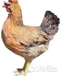 Куры доминант