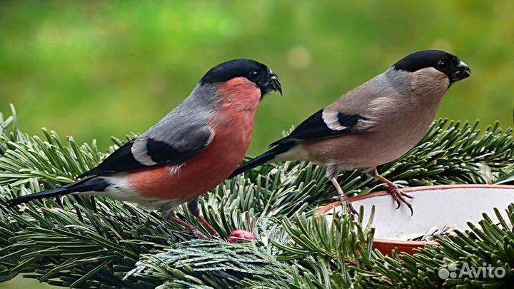 Лесные птицы