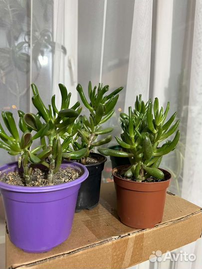 Денежное дерево