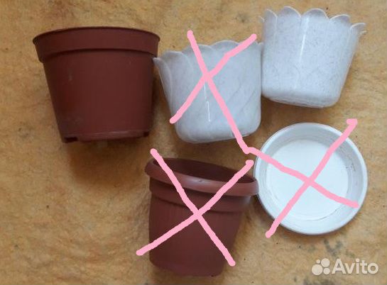 Гошки, кашпо