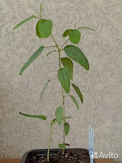 Эвкалипт Флагман